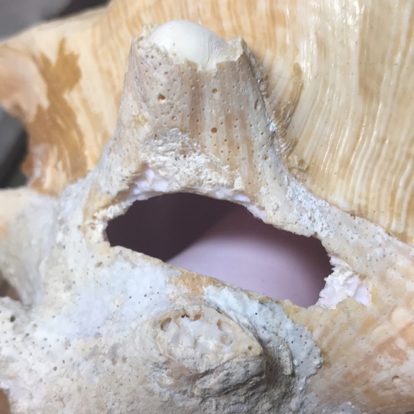 Extra Large Conch Shell Slit Harvest Hole Rustic Surface 9.5”Lx8.25”Wx5.75”H - Picture 8 of 12